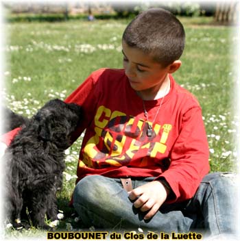 bouvier des flandres photo chiot - Elevage Clos Luette -  COPYRIGHT DEPOSE